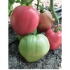 Seminte tomate Rozov Dar - Dar Roz - 250 seminte