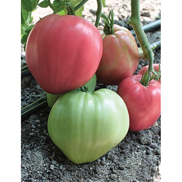 Seminte tomate Rozov Dar - Dar Roz - 250 seminte