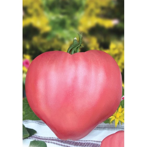 Seminte tomate Rozov Dar - Dar Roz - 250 seminte