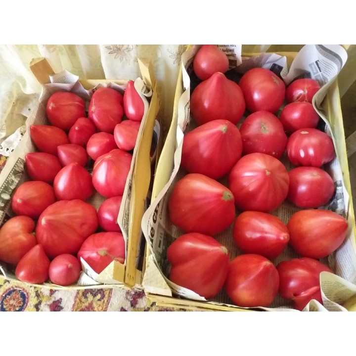 Seminte tomate Rozov Dar - Dar Roz - 250 seminte