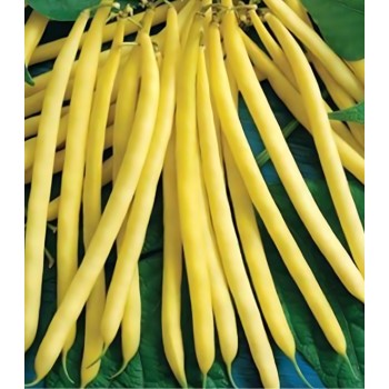 Seminte fasole oloaga Sondela - 100 grame