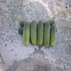 Seminte castraveti Green Pick F1 - 5 grame