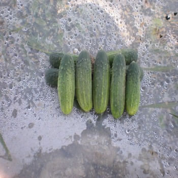 Seminte castraveti Green Pick F1 - 5 grame