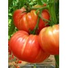 Seminte tomate Homestead Kilotto F1 - 0.3 grame