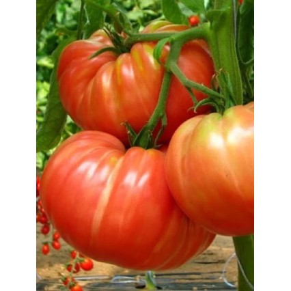 Seminte tomate Homestead Kilotto F1 - 0.3 grame