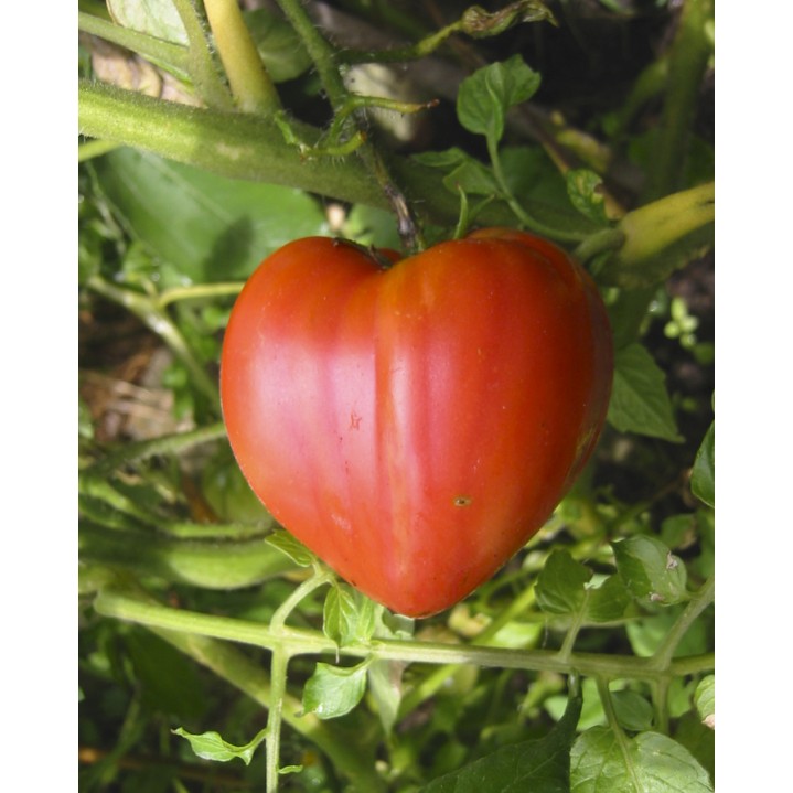 Seminte tomate Inimă de Bou - 5 grame