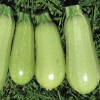Seminte dovlecel Italian Light Green - 3 grame