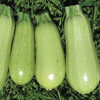 Seminte dovlecel Italian Light Green - 3 grame