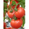 Seminte tomate Kalina F1 - 250 seminte