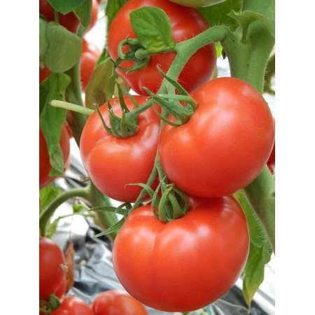 Seminte tomate Kalina F1 - 250 seminte