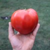 Seminte tomate Lacrima Fecioarei - 500 seminte
