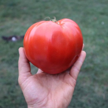 Seminte tomate Lacrima Fecioarei - 0.2 grame