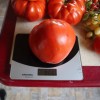 Seminte tomate Lacrima Fecioarei - 500 seminte