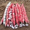 Seminte fasole urcatoare Lampo - 80 grame