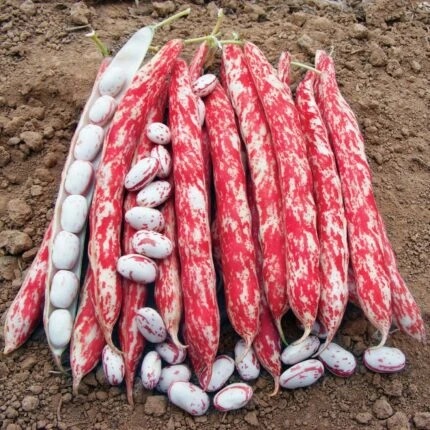 Seminte fasole urcatoare Lampo - 80 grame