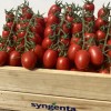Seminte tomate Cherry Landolino F1 - 500 seminte