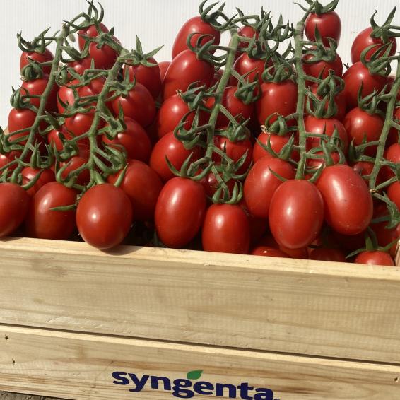 Seminte tomate Cherry Landolino F1 - 500 seminte