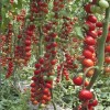 Seminte tomate Cherry Landolino F1 - 500 seminte