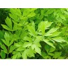 Seminte leustean Comun - 10 grame