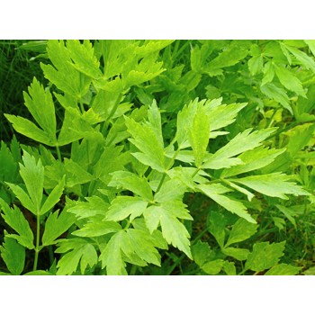 Seminte leustean Comun - 0.5 grame