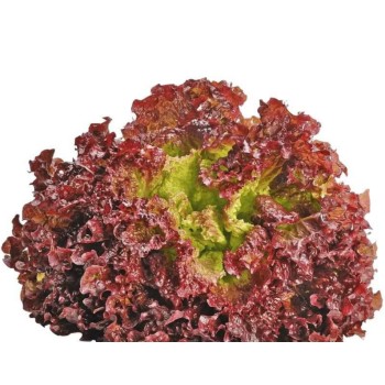 Seminte salata creata rosie Lollo Rossa - 2 grame