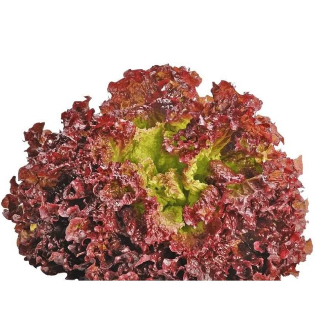 Seminte salata creata rosie Lollo Rossa - 2 grame
