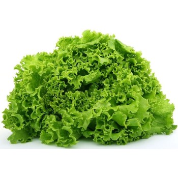 Seminte salata creata Lollo Bionda - 10 grame