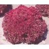 Seminte salata creata Lollo Rossa Opal - 2 grame