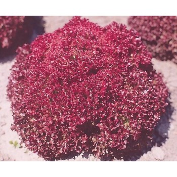 Seminte salata creata Lollo Rossa Opal - 2 grame
