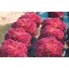 Seminte salata creata Lollo Rossa Opal - 2 grame