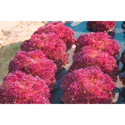 Seminte salata creata Lollo Rossa Opal - 2 grame