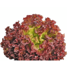 Seminte salata creata rosie Lollo Rossa - 10 grame