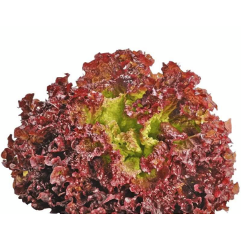 Seminte salata creata rosie Lollo Rossa - 10 grame