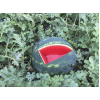 Seminte pepene verde Lusitana RZ F1 - 100 seminte