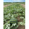 Seminte pepene verde Lusitana RZ F1 - 100 seminte
