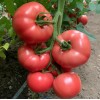 Seminte tomate Manistella F1 - 100 seminte