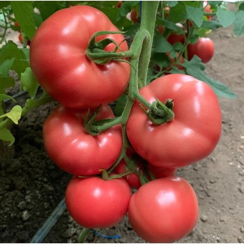 Seminte tomate Manistella F1 - 100 seminte