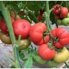 Seminte tomate Manistella F1 - 100 seminte