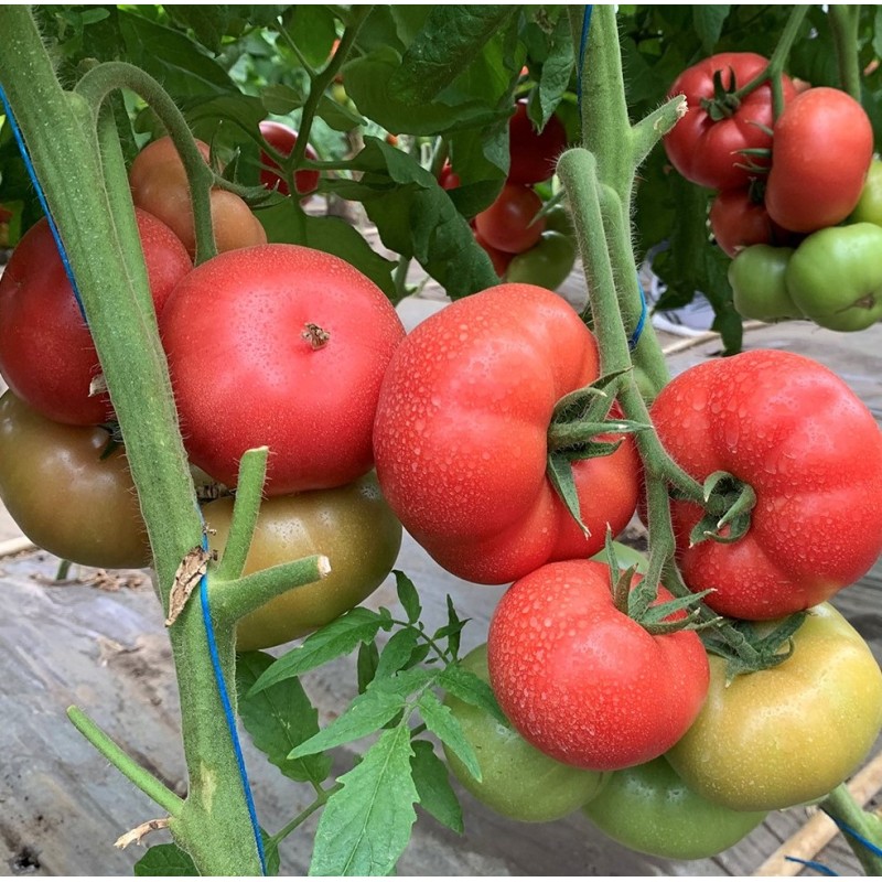 Seminte tomate Manistella F1 - 100 seminte
