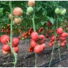 Seminte tomate Manistella F1 - 100 seminte