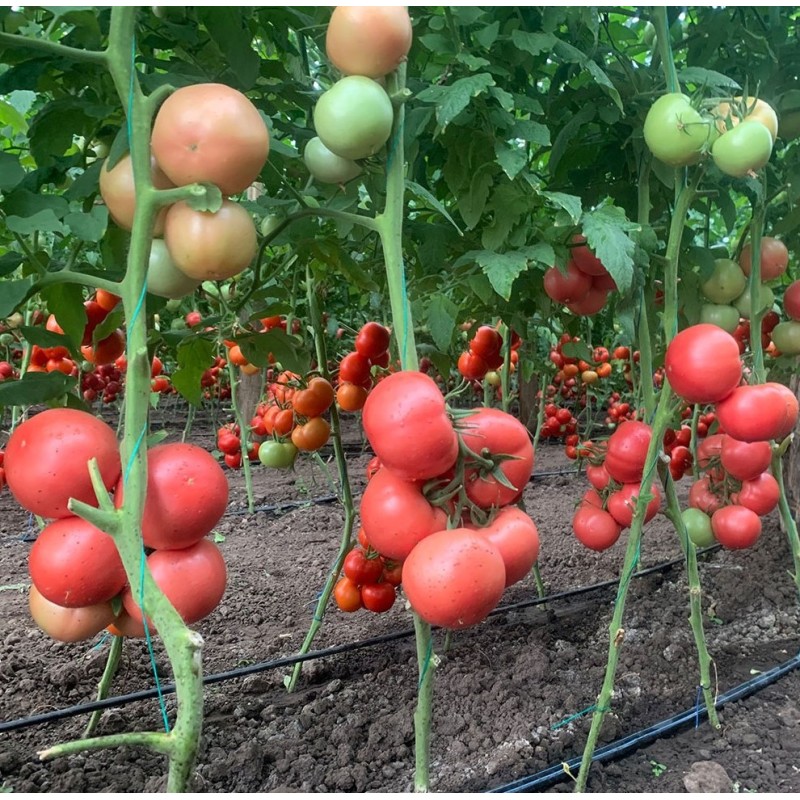 Seminte tomate Manistella F1 - 100 seminte
