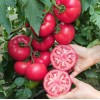 Seminte tomate Manistella F1 - 100 seminte