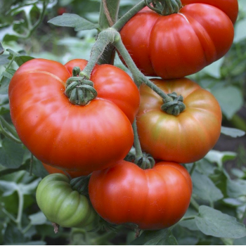 Seminte tomate Marmande VR - 1 gram