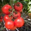 Seminte tomate Moldoveanu F1 - 50 seminte