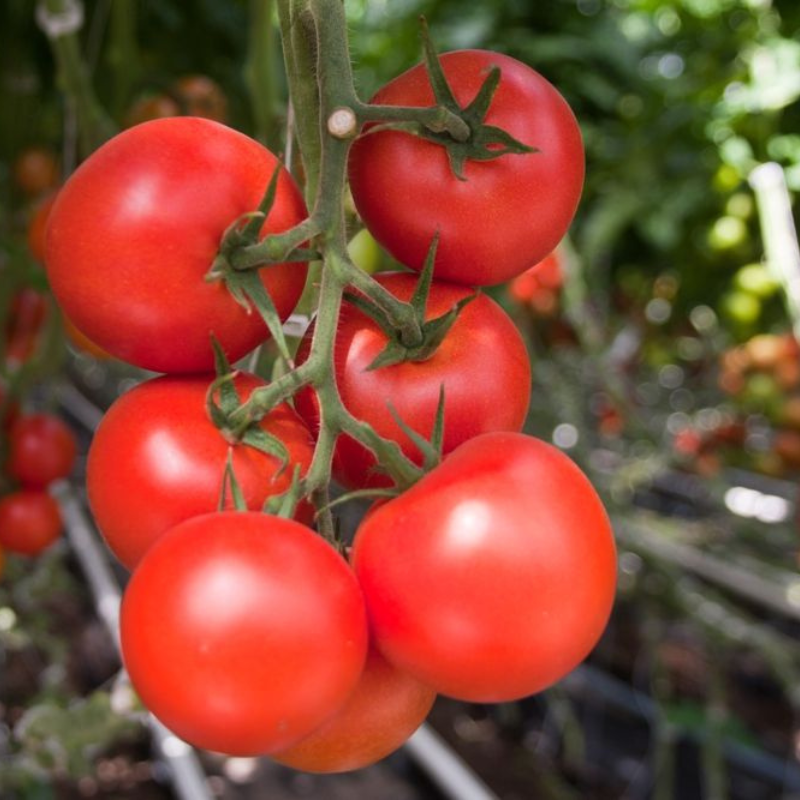 Seminte tomate Moldoveanu F1 - 50 seminte