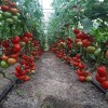 Seminte tomate Moldoveanu F1 - 50 seminte