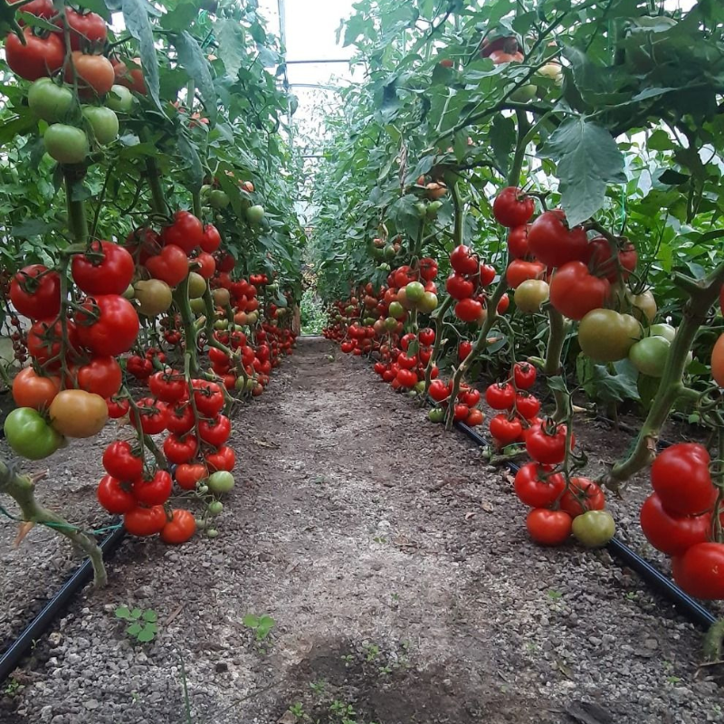 Seminte tomate Moldoveanu F1 - 50 seminte