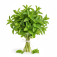 Menta