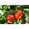 Seminte tomate Minunea Bunicii - 1 gram