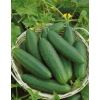 Seminte castraveti semilungi Marketmore - 10 grame